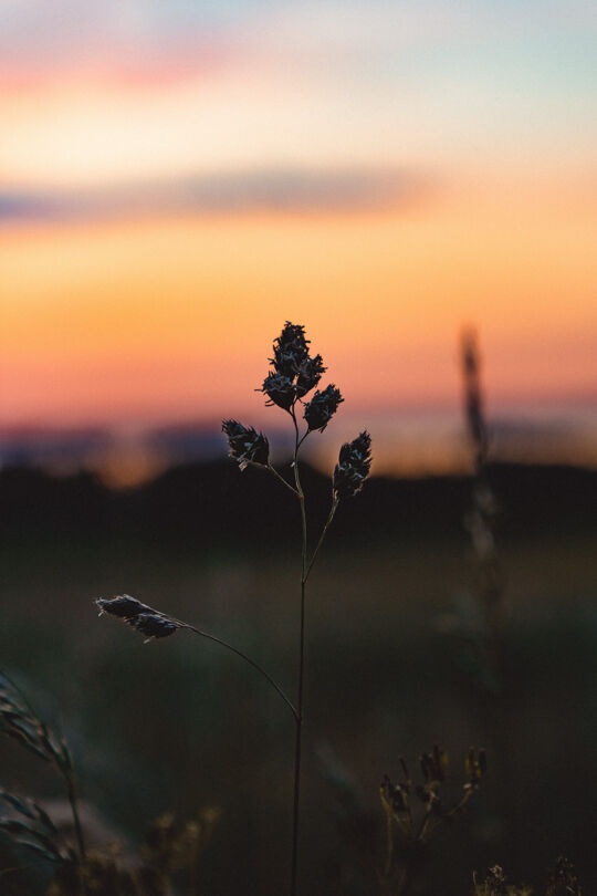 Nature Photography 2